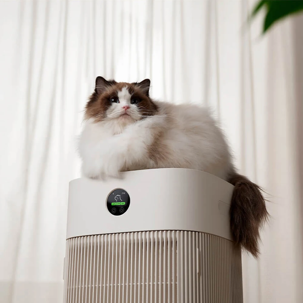 Gatos cabelo absorvem rapidame - Hair Care avaliação e preço
